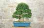 1 - Bonsai di Acero Tridente (35)