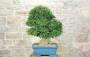 2 - Bonsai di Acero Tridente (35)