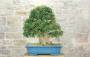 3 - Bonsai di Acero Tridente (35)