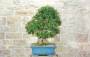 4 - Bonsai di Acero Tridente (35)