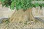 6 - Bonsai di Acero Tridente (35)