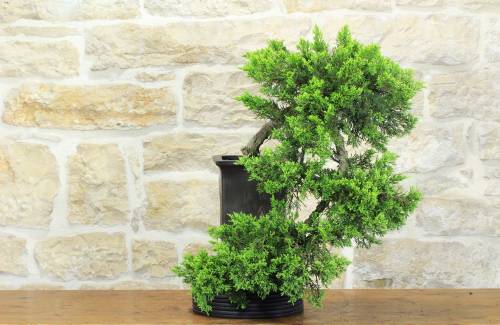 1 - Bonsai di Ginepro (32)