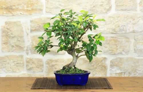 1 - Bonsai di Melo da fiore (151)