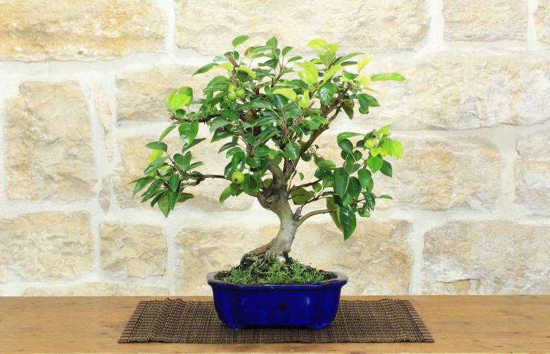 1 - Bonsai di Melo da fiore (151)