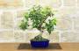 1 - Bonsai di Melo da fiore (151)