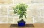 2 - Bonsai di Melo da fiore (151)