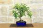 3 - Bonsai di Melo da fiore (151)