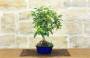 4 - Bonsai di Melo da fiore (151)