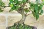 5 - Bonsai di Melo da fiore (151)