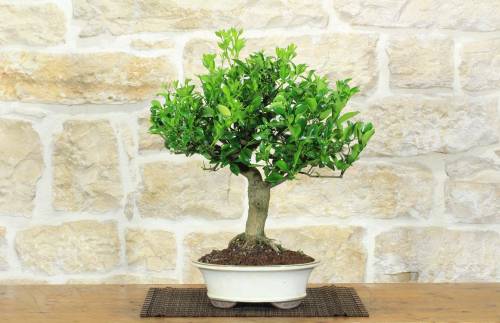 1 - Bonsai di Calamondino (108)