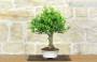 2 - Bonsai di Calamondino (108)