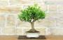 3 - Bonsai di Calamondino (108)