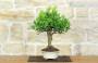 4 - Bonsai di Calamondino (108)