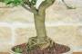 6 - Bonsai di Calamondino (108)