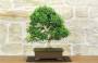 1 - Bonsai di Ligustro Obtusifolium (1).