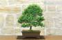 3 - Bonsai di Ligustro Obtusifolium (1).