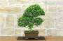 4 - Bonsai di Ligustro Obtusifolium (1).