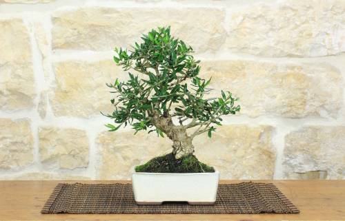 1 - Bonsai di Olivastro (297)
