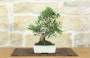 3 - Bonsai di Olivastro (297)