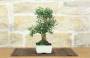 4 - Bonsai di Olivastro (297)