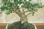5 - Bonsai di Olivastro (297)