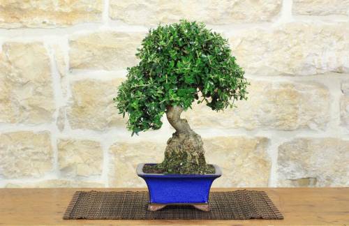 1 - Bonsai di Olivastro (298)