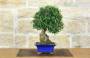 4 - Bonsai di Olivastro (298)
