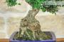 7 - Bonsai di Olivastro (298)