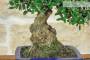 8 - Bonsai di Olivastro (298)