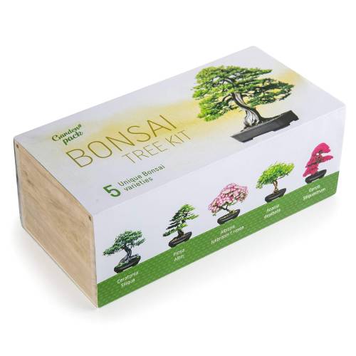 2 - Kit semi per BONSAI con accessori per la coltivazione