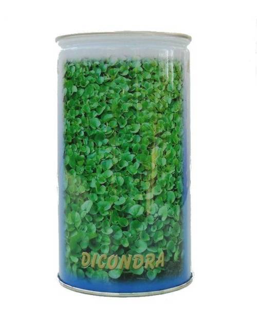 2 - Seme da prato Dichondra Repens
