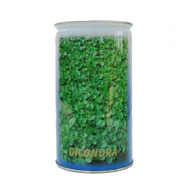 149 - Seme da prato Dichondra Repens