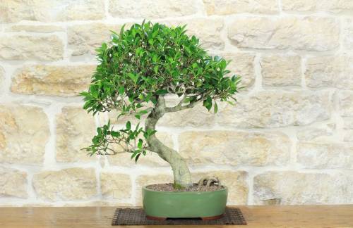 1 - Ficus Retusa Bonsai (130)