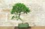 1 - Ficus Retusa Bonsai (130)