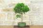 2 - Ficus Retusa Bonsai (130)