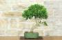 3 - Ficus Retusa Bonsai (130)