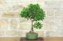 4 - Ficus Retusa Bonsai (130)