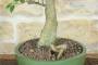 6 - Ficus Retusa Bonsai (130)
