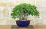 1 - Bonsai Ficus Panda (25)