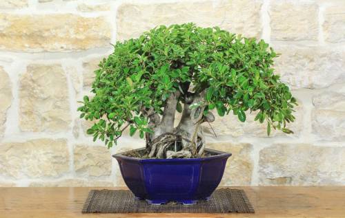 1 - Bonsai Ficus Panda (25)
