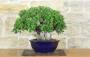 3 - Bonsai Ficus Panda (25)