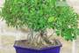 6 - Bonsai Ficus Panda (25)