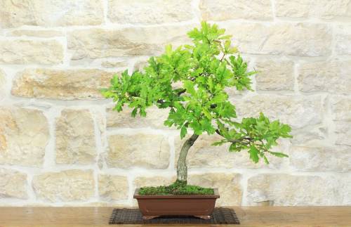 1 - Eiche Eiche Bonsai (45)