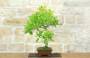 2 - Eiche Eiche Bonsai (45)
