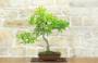 3 - Eiche Eiche Bonsai (45)