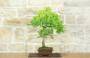 4 - Eiche Eiche Bonsai (45)