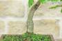 5 - Eiche Eiche Bonsai (45)