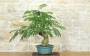 1 - Bonsai di Acacia di Costantinopoli (10)