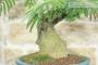 7 - Bonsai di Acacia di Costantinopoli (10)