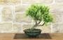 1 - Bonsai di Rosmarino a fiore bianco (58)